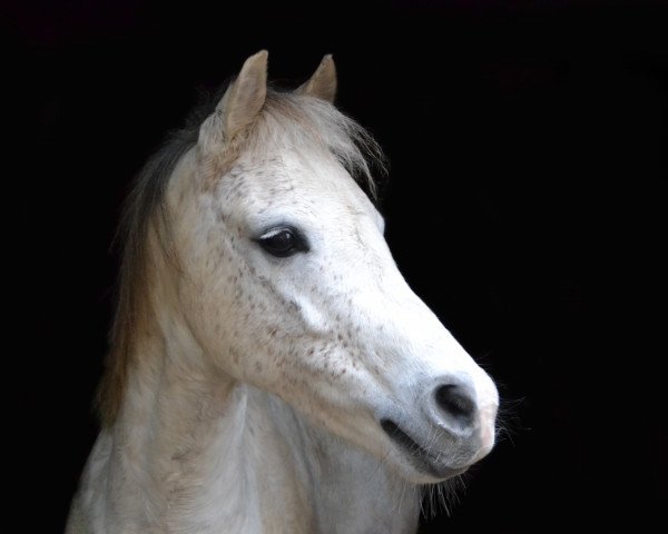 Dressurpferd Go Gustav (Welsh Pony (Sek.B), 2009, von Greylight)