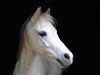 dressage horse Go Gustav (Welsh-Pony (Section B), 2009, from Greylight)