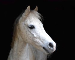 dressage horse Go Gustav (Welsh-Pony (Section B), 2009, from Greylight)