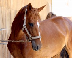 horse Wacuna (Hanoverian, 2006, from Weltbogen)