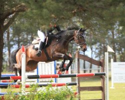 Springpferd Flierefluiter (KWPN (Niederländisches Warmblut), 2010, von VDL Wittinger)