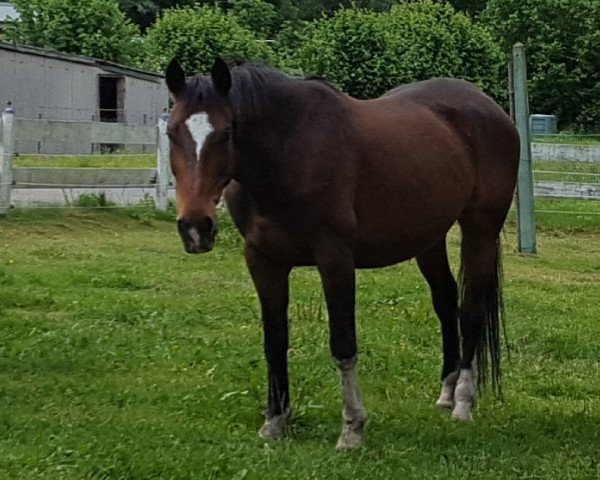 Springpferd Luise (Mecklenburger, 2001, von Limborat)