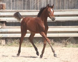 broodmare GH Wahdani (Arabian thoroughbred, 2019)