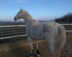 Pferd Aquino (Österreichisches Warmblut, 1995, von Artos)