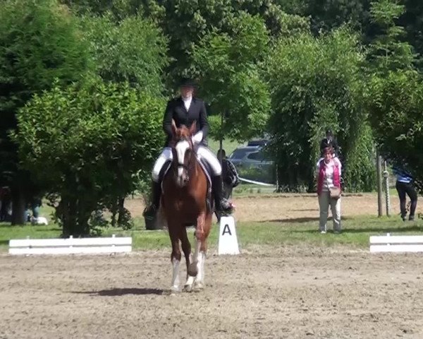 Reitturnier Viersen-Dülken 2016