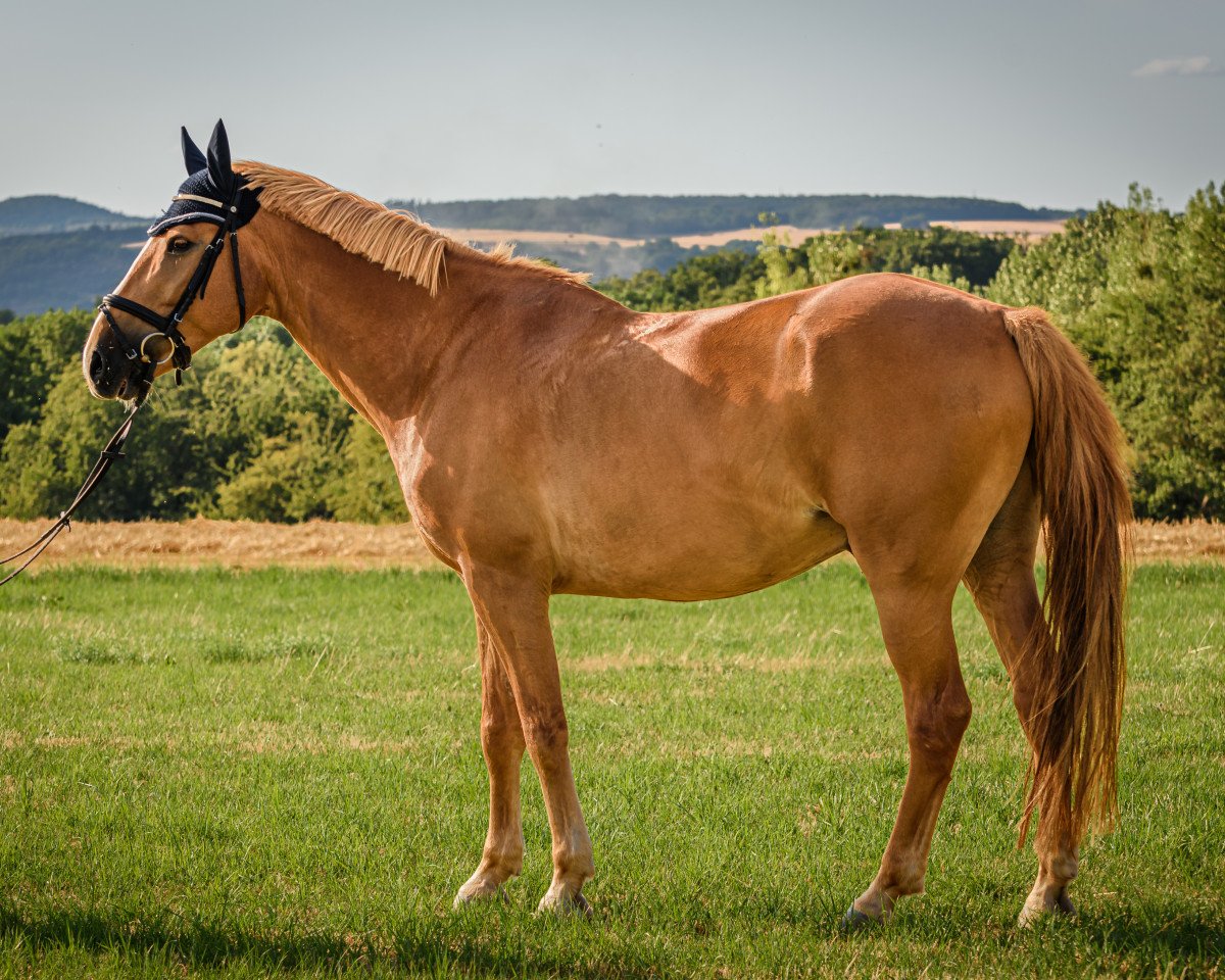 jumper Avalon Invictus (Haflinger Mix, 2009, from Artax 119)