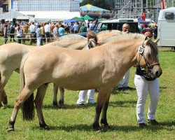 broodmare Hanna (Fjord Horse, 2014, from Ilmar)