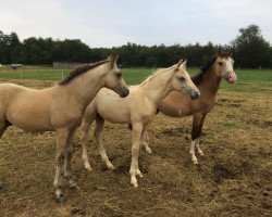 dressage horse DaVinci (Palomino, 2019, from Dr. Paris WS)