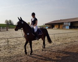 dressage horse Luci (unknown, 2004)