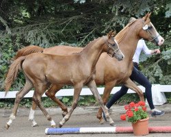 dressage horse Camar Qadira (Trakehner, 2019, from Camaro)