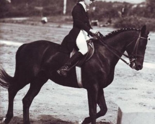 stallion Siluet II (Russian Trakehner, 1971, from Etjud 67/48 SOV)