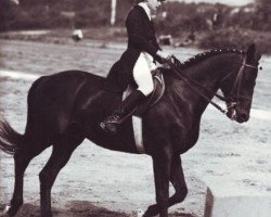 Deckhengst Siluet II (Russisch Trakehner, 1971, von Etjud 67/48 SOV)