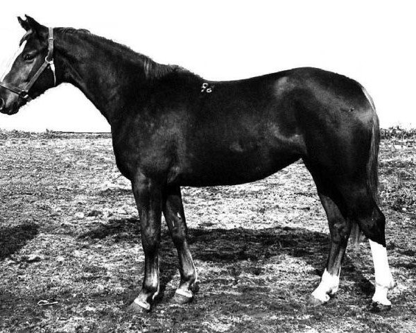 Zuchtstute Chamza (Russisch Trakehner, 1976, von Siluet II)