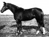 broodmare Chamza (Russian Trakehner, 1976, from Siluet II)