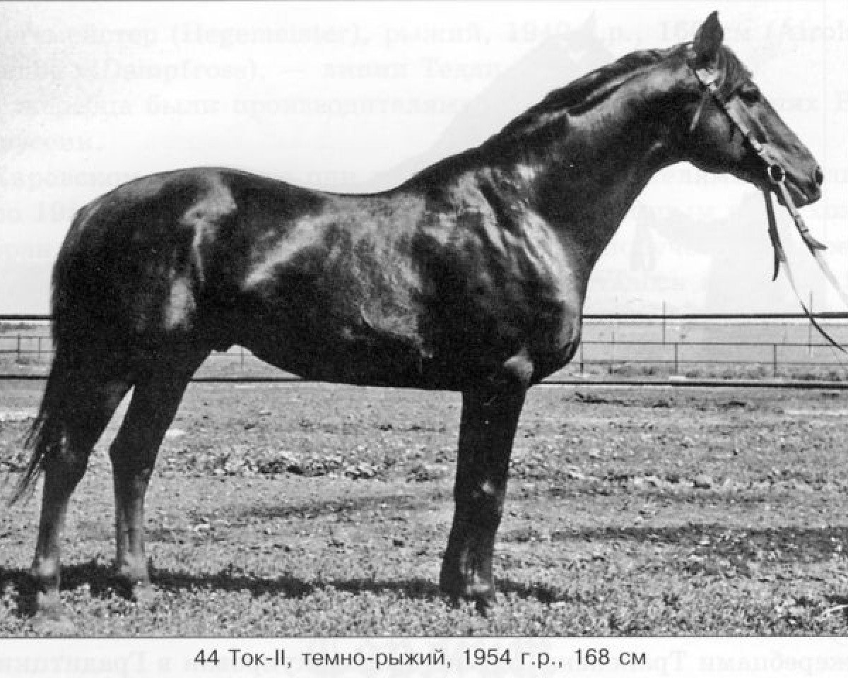 Deckhengst Tok II (Russisch Trakehner, 1954, von Termit)