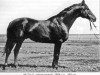 stallion Tok II (Russian Trakehner, 1954, from Termit)