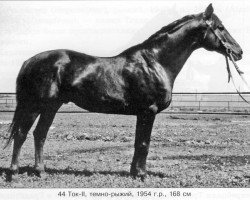 stallion Tok II (Russian Trakehner, 1954, from Termit)