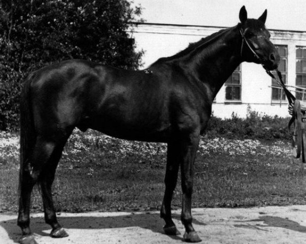 Deckhengst Pritok (Russisch Trakehner, 1974, von Tok II)