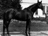 stallion Pritok (Russian Trakehner, 1974, from Tok II)