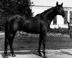 stallion Pritok (Russian Trakehner, 1974, from Tok II)