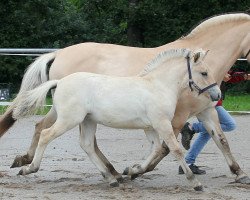 horse Jonah (Fjord Horse, 2021, from Vacceur)