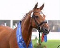 broodmare Con Leche (Oldenburg show jumper, 2009, from Check In 2)