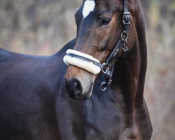 dressage horse Sabia Von Silberschmied (Hanoverian, 2010, from Silberschmied)