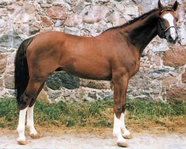 Deckhengst Bokal (Russisch Trakehner, 1988, von Hockey 41)