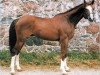 stallion Bokal (Russian Trakehner, 1988, from Hockey 41)