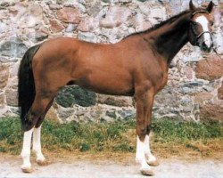 Deckhengst Bokal (Russisch Trakehner, 1988, von Hockey 41)