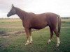 broodmare Hobbi (Russian Trakehner, 1998, from Bokal)