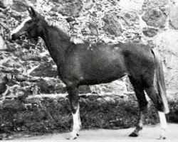 Zuchtstute Horpija (Russisch Trakehner, 1993, von Choll 59 ( Holl ))