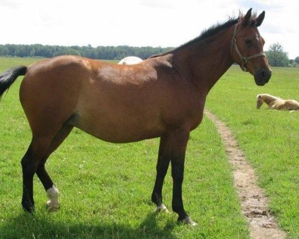 broodmare Epopeja (Russian Trakehner, 1991, from Forpost 13)