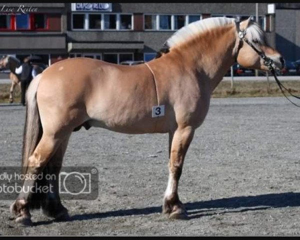 stallion Torsetblakken (Fjord Horse, 2002, from Kollistaen N.2667)
