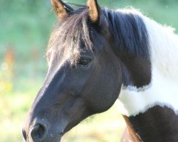 jumper Panda 31 (German Sport Horse, 2007, from Pythagoras)