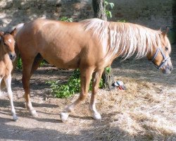 broodmare Bint Saddaka (Arab half breed / Partbred, 2008, from Orig.Haflinger Hengst)