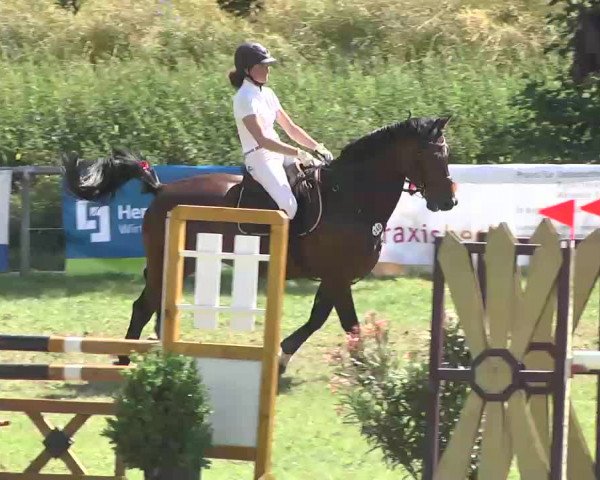 Reitturnier Herrenberg-Gültstein 2016