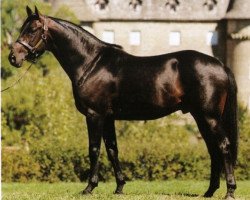 stallion Barour de Cardonne ox (Arabian thoroughbred, 1992, from Manganate 1972 ox)