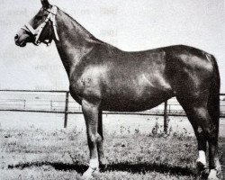 broodmare Ech-Hwoja (Russian Trakehner, 1957, from Einhard II)