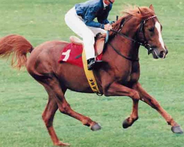 broodmare Saddaka (Arabian thoroughbred, 1996, from Moablad ox)