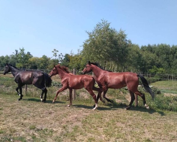 dressage horse Fohlenstute Erdinger (Oldenburg, 2018, from Erdinger)