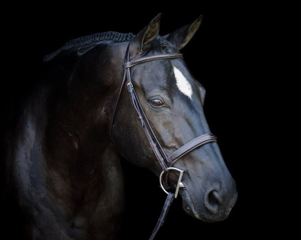 Pferd Agamemnon 40 (Württemberger, 1993, von Advocat)