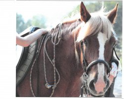 Deckhengst Orig.Haflinger Hengst (Haflinger,  )