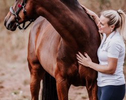 Dressurpferd Ebay (Schwedisches Warmblut, 2009, von Quattro B)