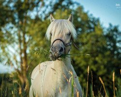 broodmare Saphira (Fjord Horse, 2014, from Rudsmo Remi)