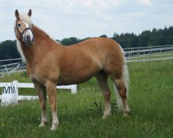 jumper Schyla (Haflinger, 2008)