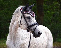 jumper Samira 366 (German Warmblood, 2005, from Saccor)