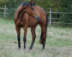 broodmare Dulapalu SG (German Sport Horse, 2016, from Rasso Royal)