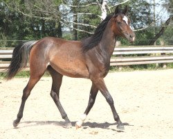 broodmare GH Baraa (Arabian thoroughbred, 2018, from Muddassir B' Mehamam)