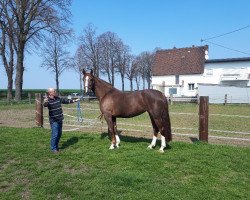 broodmare Rivera H (Oldenburg, 2013, from Rubioso N)